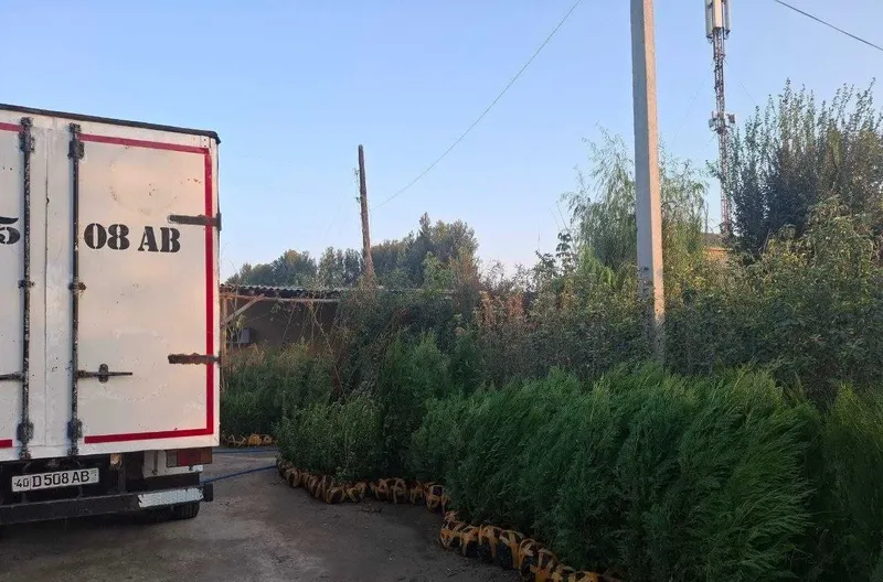Ель Галибой, крымская сосна, туя, кипарис Курапос, ясень, гледичия 8 Ель Галибой, крымская сосна, туя, кипарис Курапос, ясень, гледичия 8
