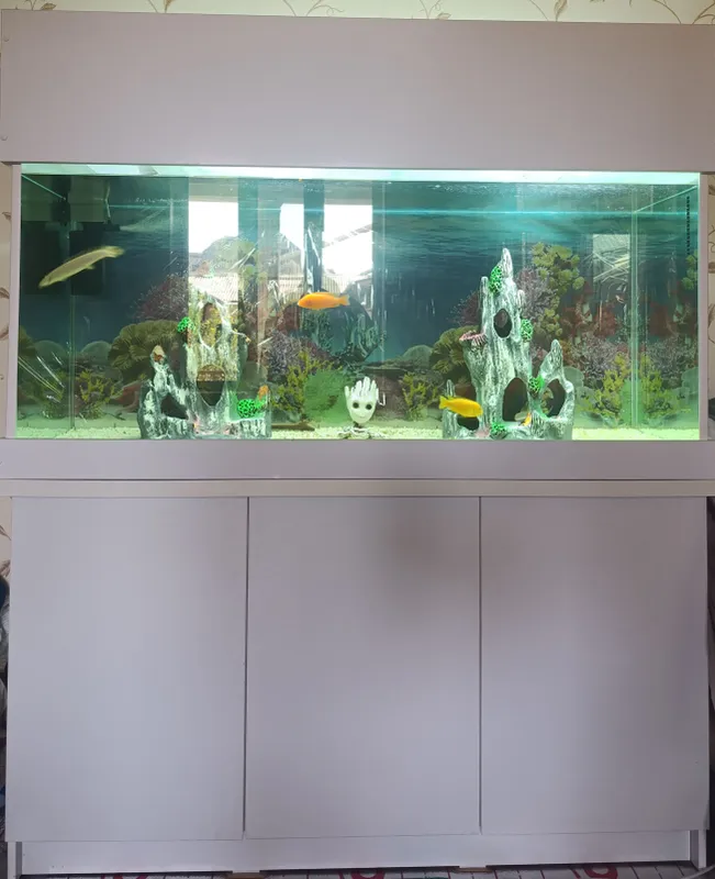 AKVARIUM HAMMA NARSASI ICHIDA