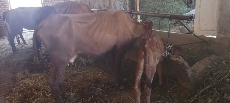 Mollar sotiladi kafolati bilan 4 Mollar sotiladi kafolati bilan 4