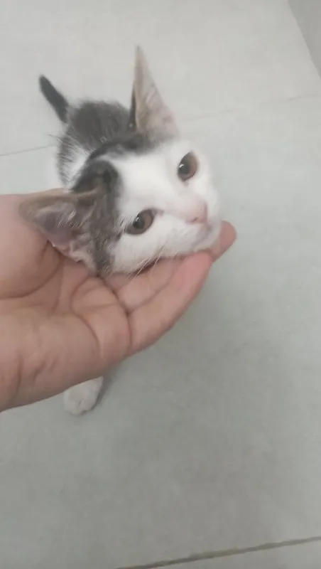 Котенок девочка 2 месяца 6 Котенок девочка 2 месяца 6
