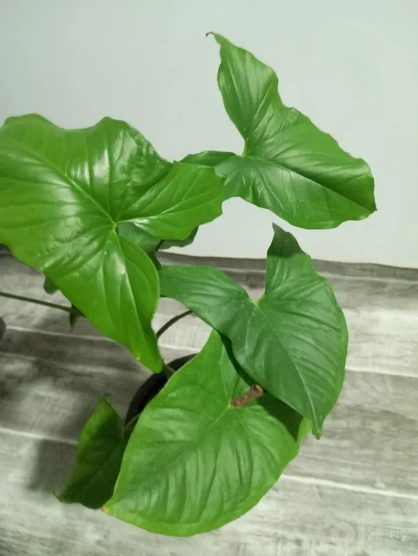 Tropik liana — monstera 1 Tropik liana — monstera 1