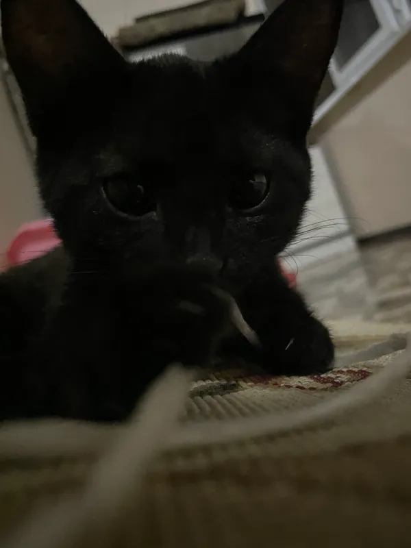 Кошка 2 Кошка 2