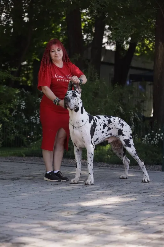 Продаются супер щенки немецкого дога.. — фото 7