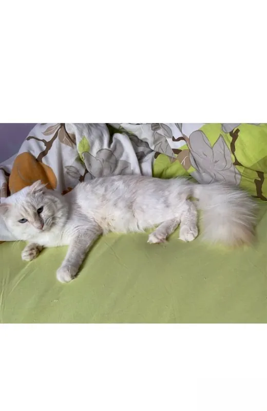Mushuk sotiladi scottish fold. Продается кот скоттиш фольд. 1 Mushuk sotiladi scottish fold. Продается кот скоттиш фольд. 1