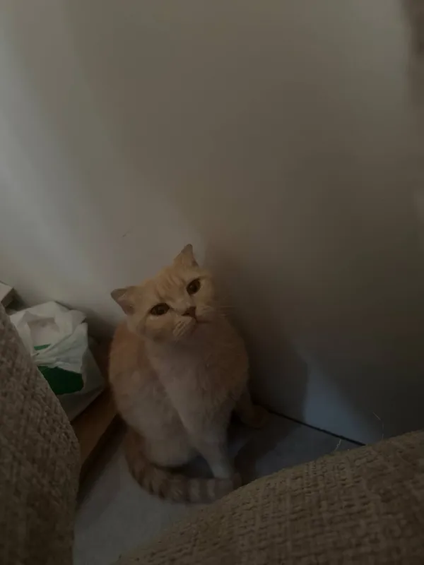 Кошка 2