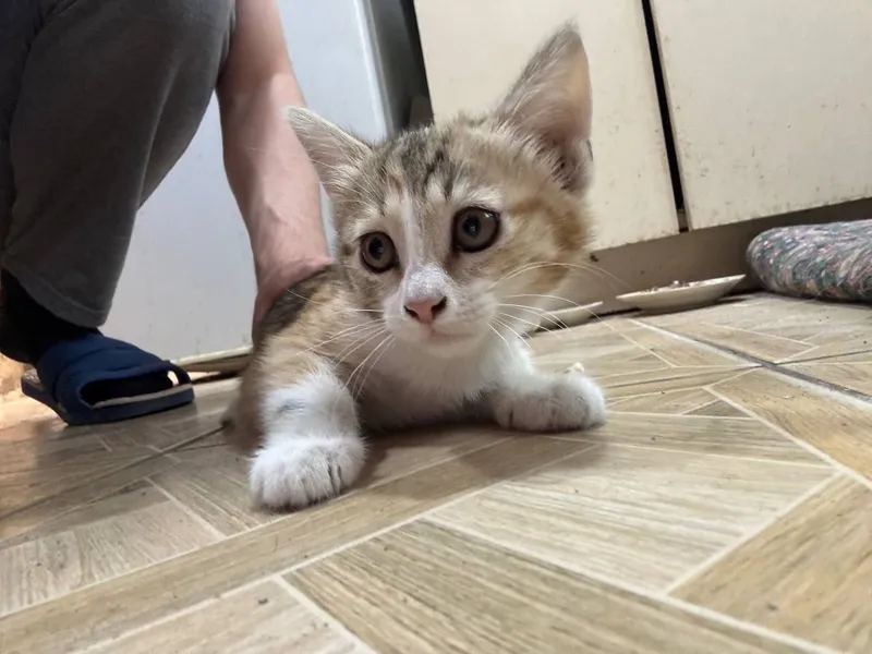 Котята, в хорошие руки — фото 7