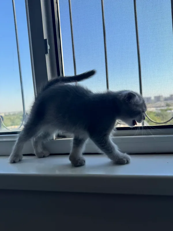 Котенок SCOTTISH FOLD 6 Котенок SCOTTISH FOLD 6