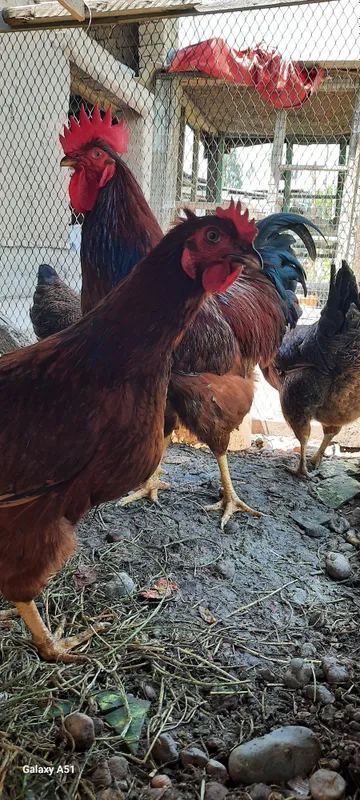 Ханхяп товук тухумлари 2 Ханхяп товук тухумлари 2