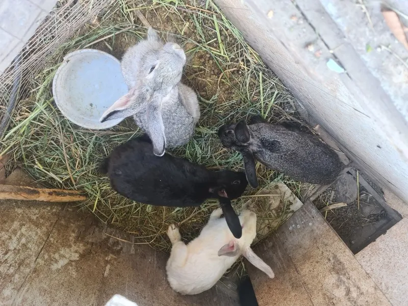 Erkak (Sames) quyonlar sotilad! 5 Erkak (Sames) quyonlar sotilad! 5
