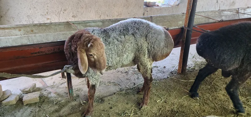 Qochqor sotiladi qurbonlikka toza qochqor