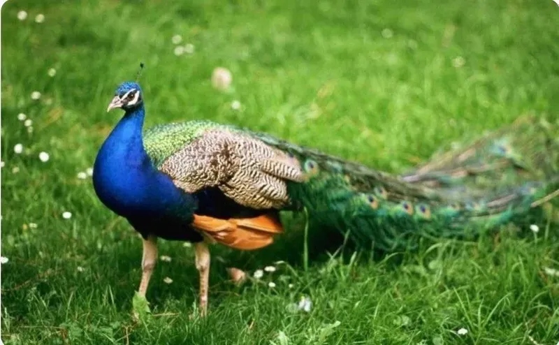 Товус [Pavo] сотилади