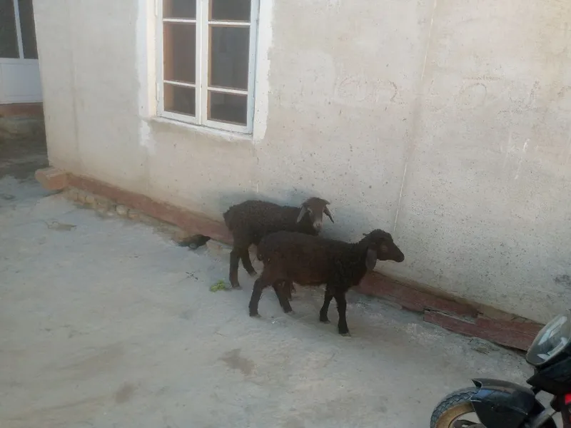 Egizak barra sotiladi 3