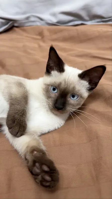 Котенок сиамский даром