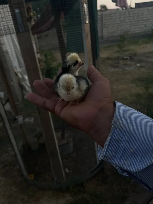 Chexiya tovuq jujala tuxumlar ham bor 8 Chexiya tovuq jujala tuxumlar ham bor 8