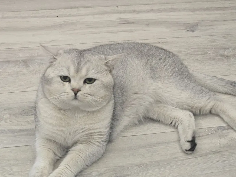 Шиншилла окраски ли кошка 1 Шиншилла окраски ли кошка 1