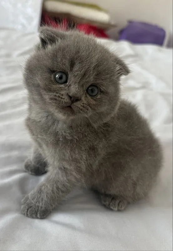 Скоттиш фолд , Скоттиш страйт 6 Скоттиш фолд , Скоттиш страйт 6