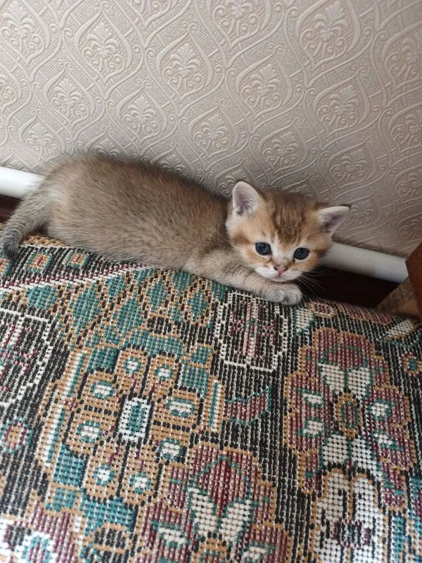 Продаются котята породы британская короткошерстная (золотая шиншилла) — фото 2