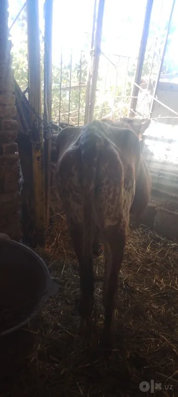 Buğoz sotiladi kafolati bilan 2 Buğoz sotiladi kafolati bilan 2