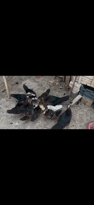 Indiskiy va gibrid ordaklar sotiladi