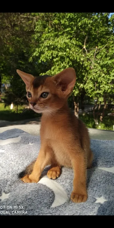 Продается котёнок