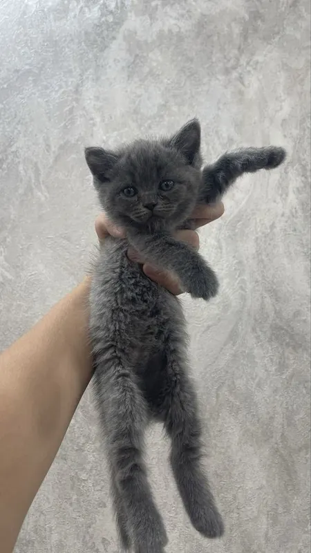 Продаются котята — фото 2
