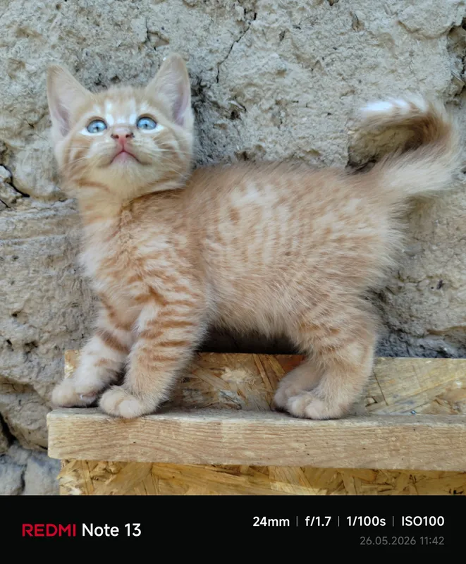 Пристраиваются домашние котята — фото 4
