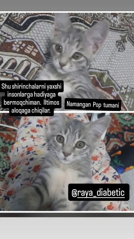 Mushukchalar Mushukchalar