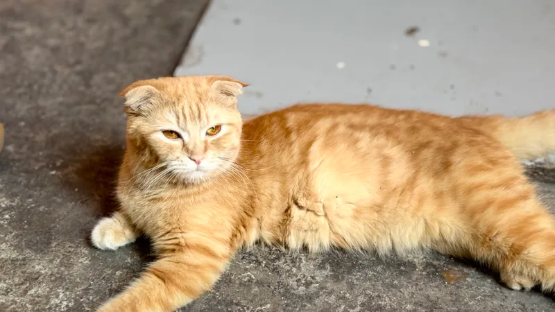 Кошка