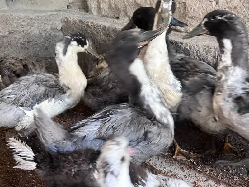 Голубой фаворит урдаклар