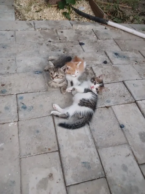 Бесплатно отдам котят в хороие руки. Бепул берилади. .