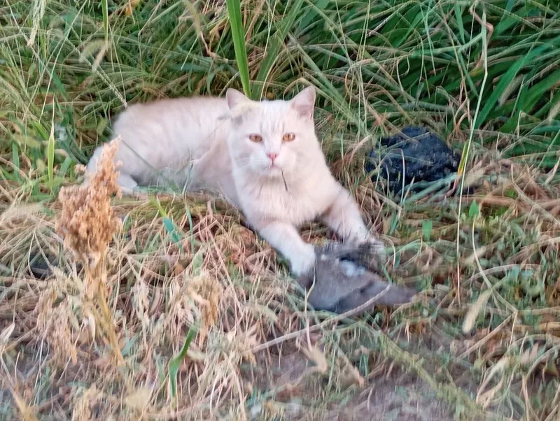 Котята британской породы — фото 4