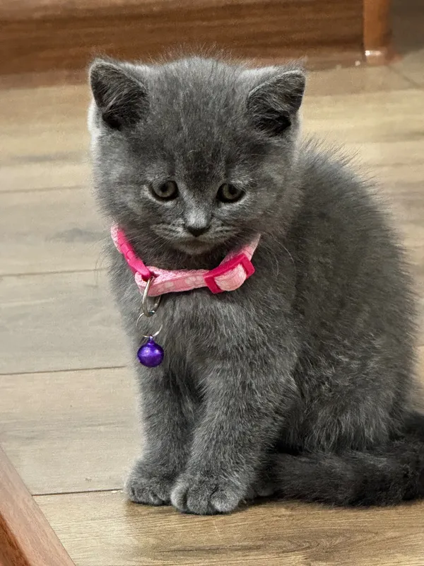 Кошка британский