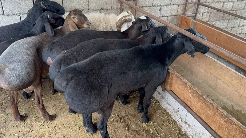 Qoy куй кой qochqorlar sotiladi 20 kg 60kg bor — фото 2