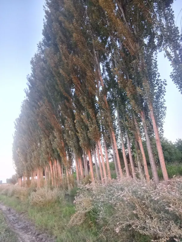 Teraklar kafolati bilan 2 Teraklar kafolati bilan 2