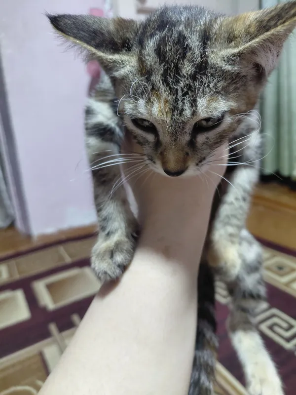 Кошка, маленькая 1.5 недели 1