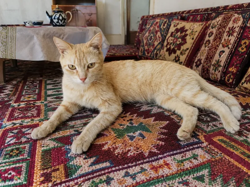 Кошка в подарок