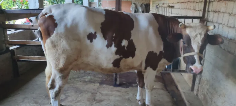 Mol sotiladi.bòģoz 5 Mol sotiladi.bòģoz 5
