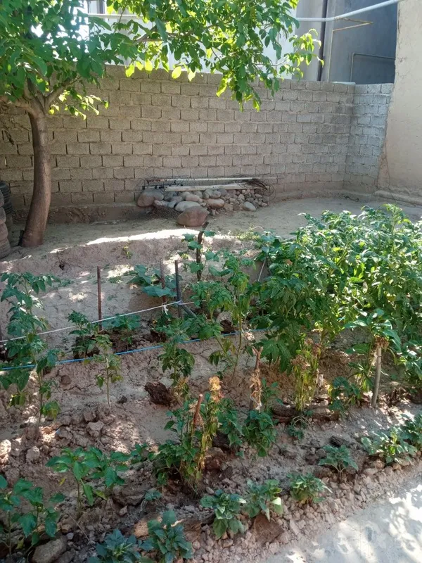Ховли домга алишамиз 2 Ховли домга алишамиз 2