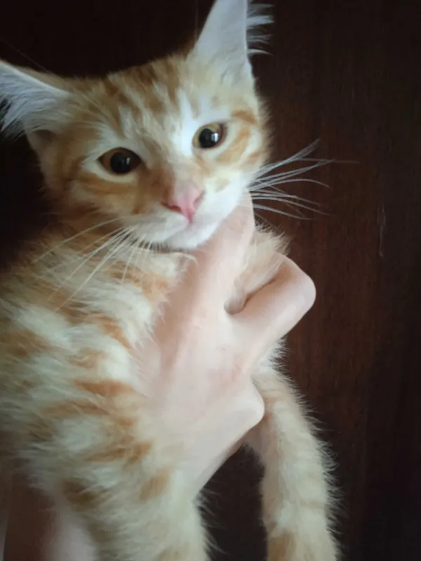 Рыжий котёнок, мальчик, 3 месяца.