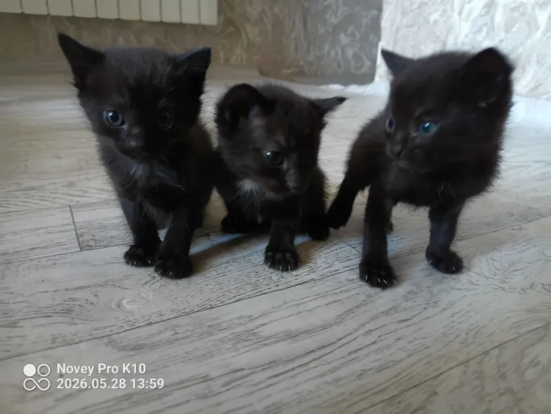 котята даром в хорошие руки — фото 3