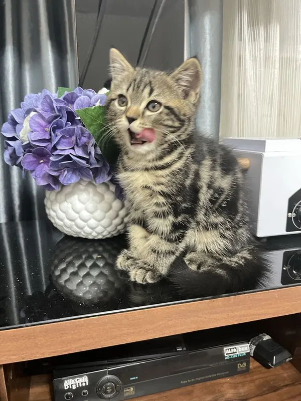 Котёнок Шотландский мраморный 2 Котёнок Шотландский мраморный 2