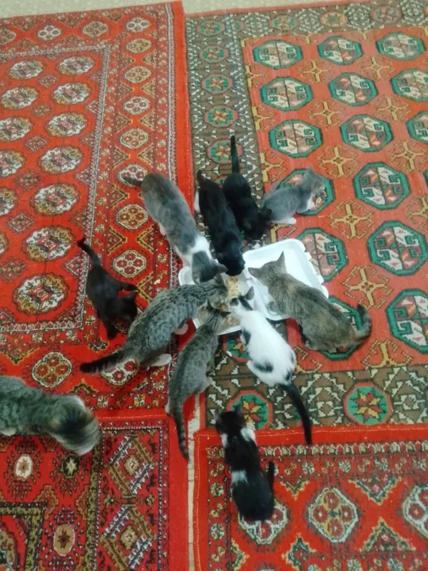 Mushukchalar hadya 6 Mushukchalar hadya 6