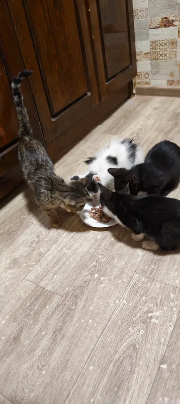 котята 7 котята 7