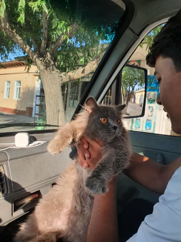 Если есть желающие купить кота, 200$ ... 1 Если есть желающие купить кота, 200$ ... 1