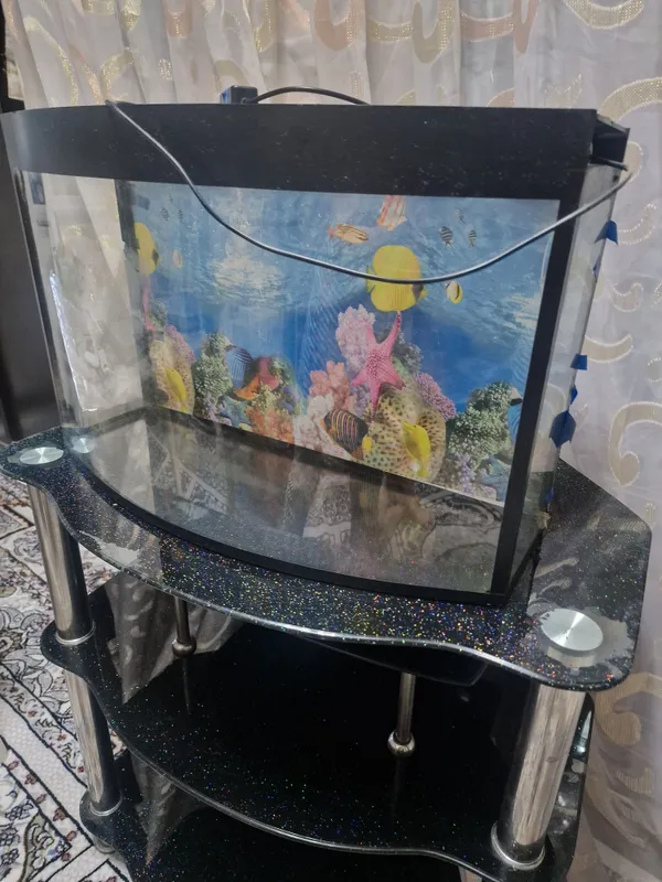 Shisha taglikli akvarium 3 Shisha taglikli akvarium 3