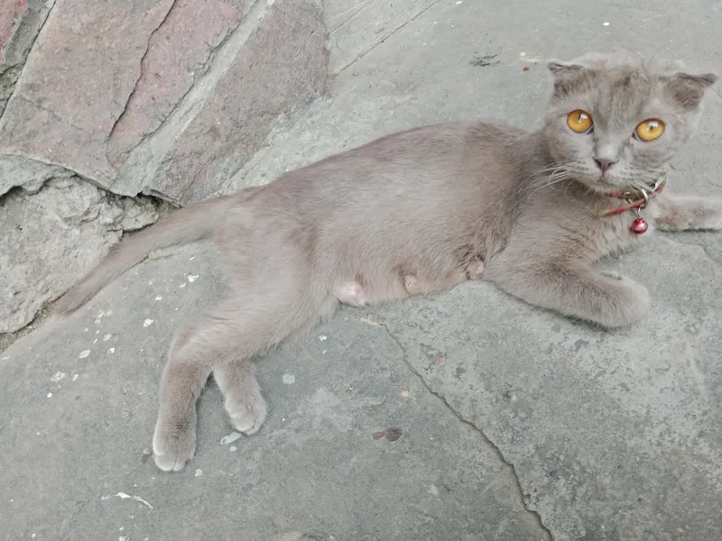 Пародистая кошка котята 1 Пародистая кошка котята 1