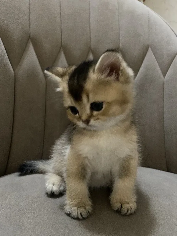 Продам Британские котята шиншилла — фото 3 Продам Британские котята шиншилла — фото 3