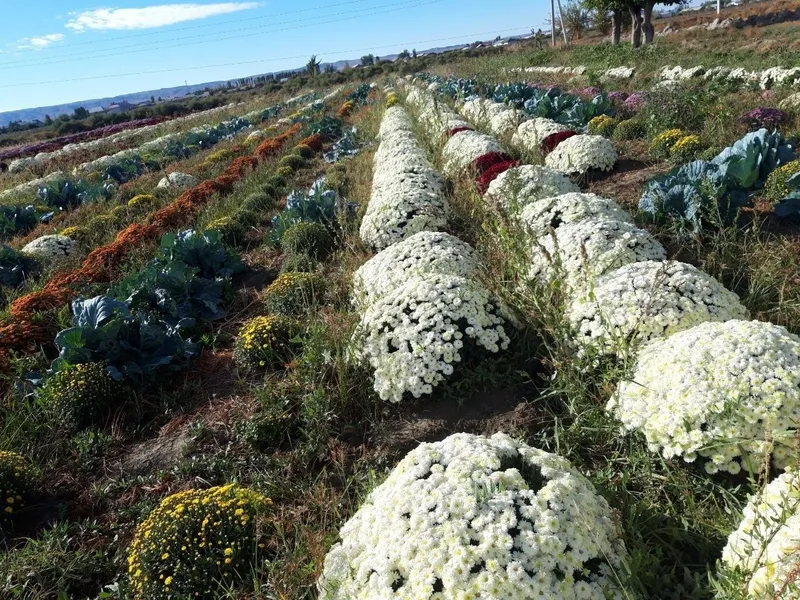 Xrezantema globus gullari — фото 1