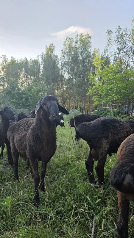 Куйлар сотилади, Овца, Бараны