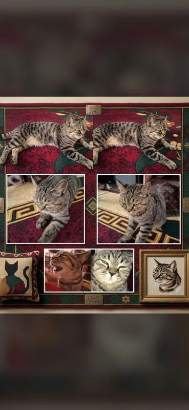Mushuk, Котёнок. Skottish Strayt. Скоттиш Страйт 1 Mushuk, Котёнок. Skottish Strayt. Скоттиш Страйт 1